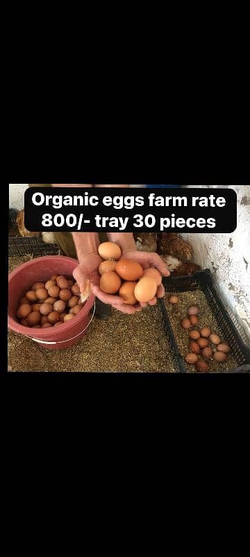 organic Eggs farm Rate 0