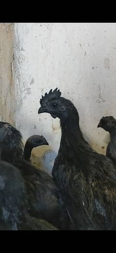 Ayam cemani Indonesian black tongue males