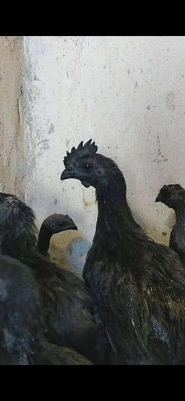 Ayam cemani Indonesian black tongue males 0