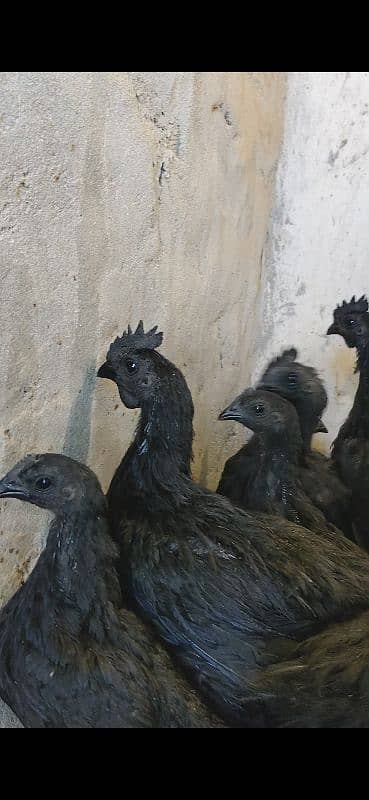 Ayam cemani Indonesian black tongue males 1