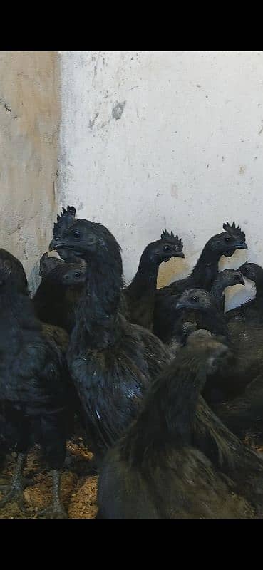 Ayam cemani Indonesian black tongue males 2