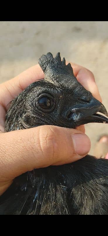 Ayam cemani Indonesian black tongue males 3