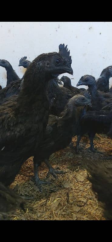 Ayam cemani Indonesian black tongue males 4