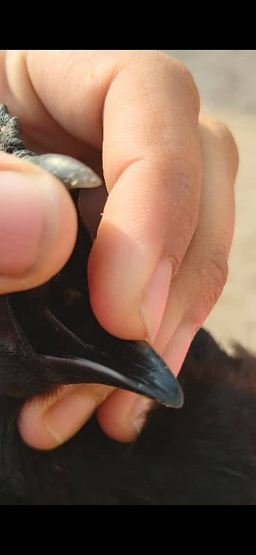 Ayam cemani Indonesian black tongue males 5