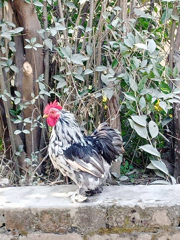 mottled bantam top quality with white female 3.5 months 0