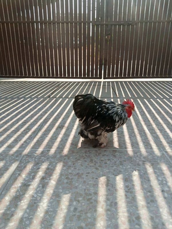 mottled bantam top quality with white female 3.5 months 1