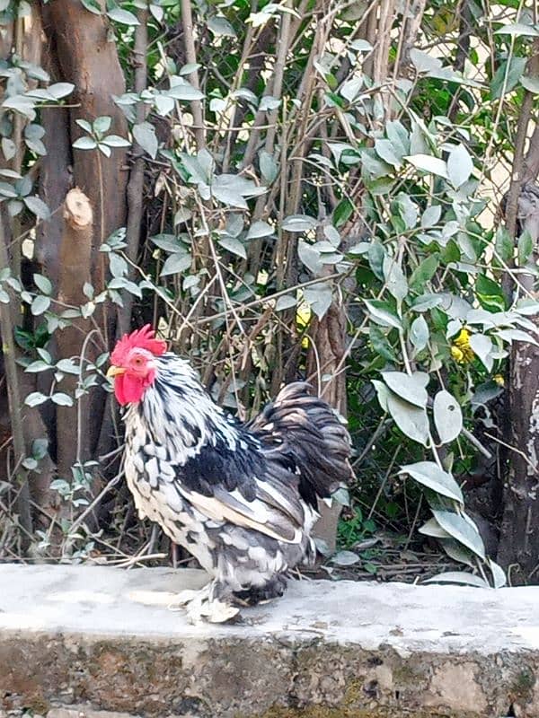 mottled bantam top quality with white female 3.5 months 2