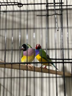 Gouldian Finch/Benglize Finch/Cages