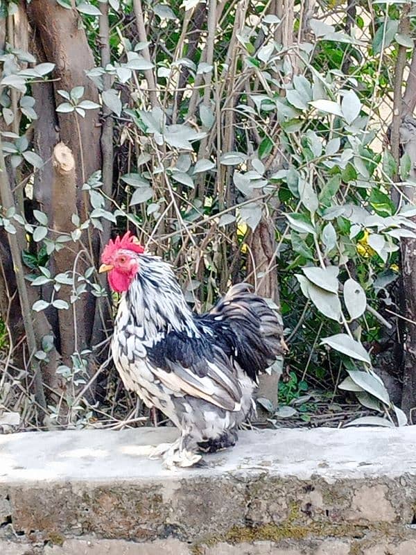 mottled bantam 0