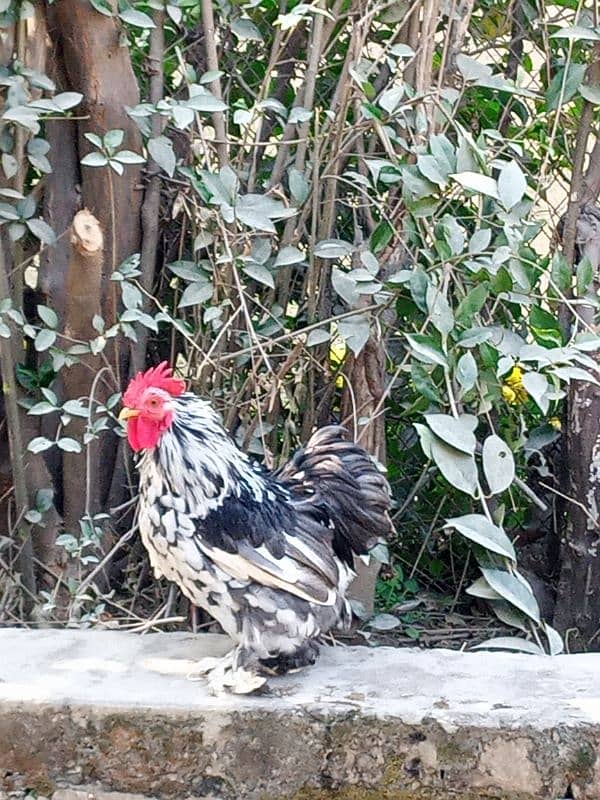 mottled bantam 2