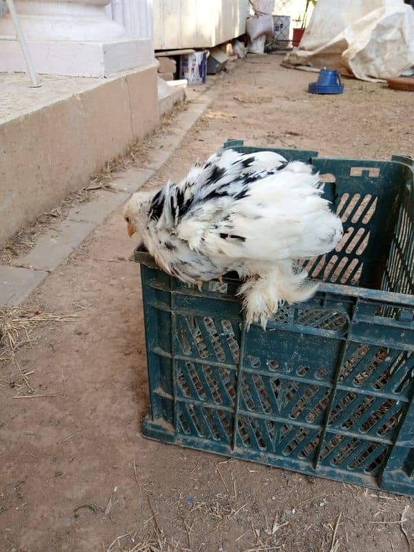 mottled bantam 3