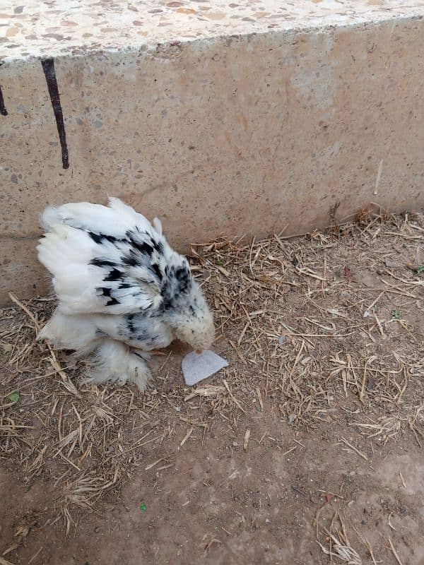 mottled bantam 4