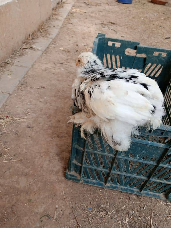 mottled bantam 5