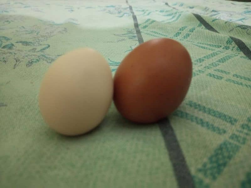 Desi eggs 3