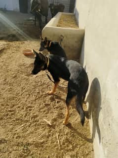 Alsatian pair available age 9 months