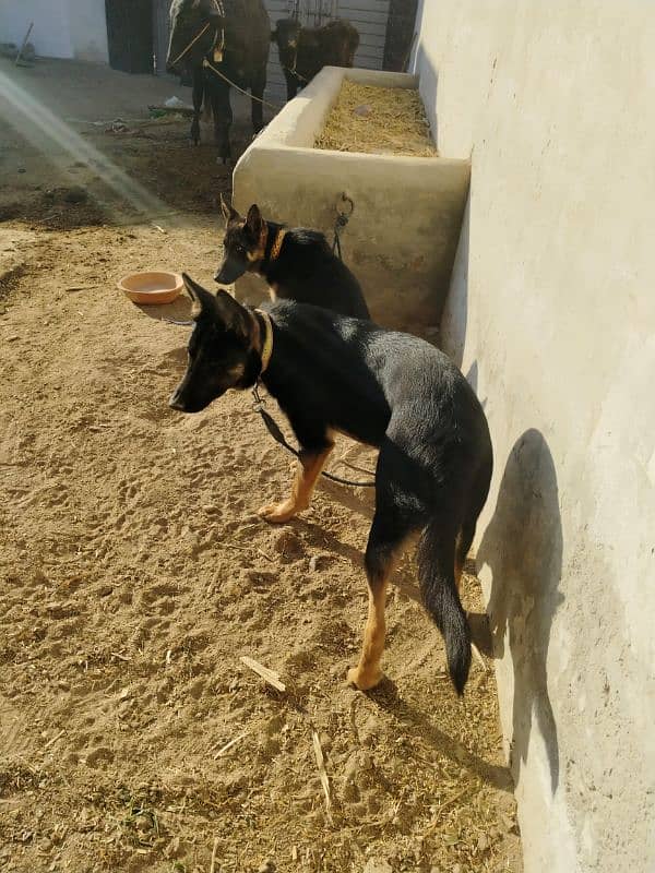 Alsatian pair available age 9 months 0