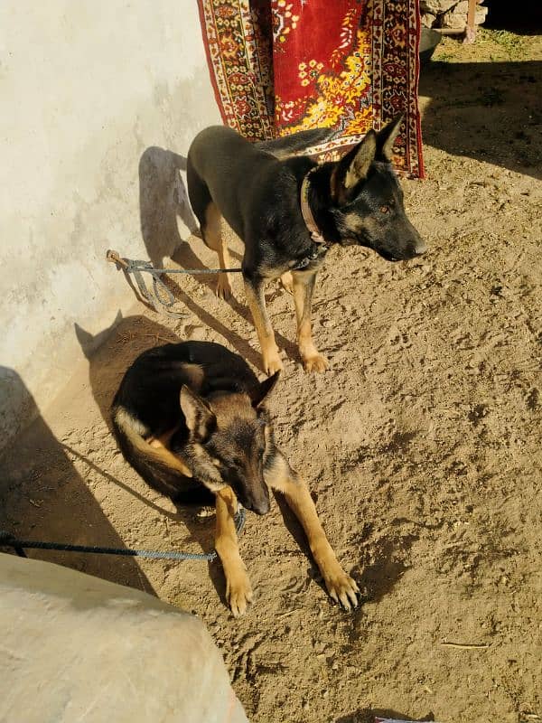 Alsatian pair available age 9 months 2