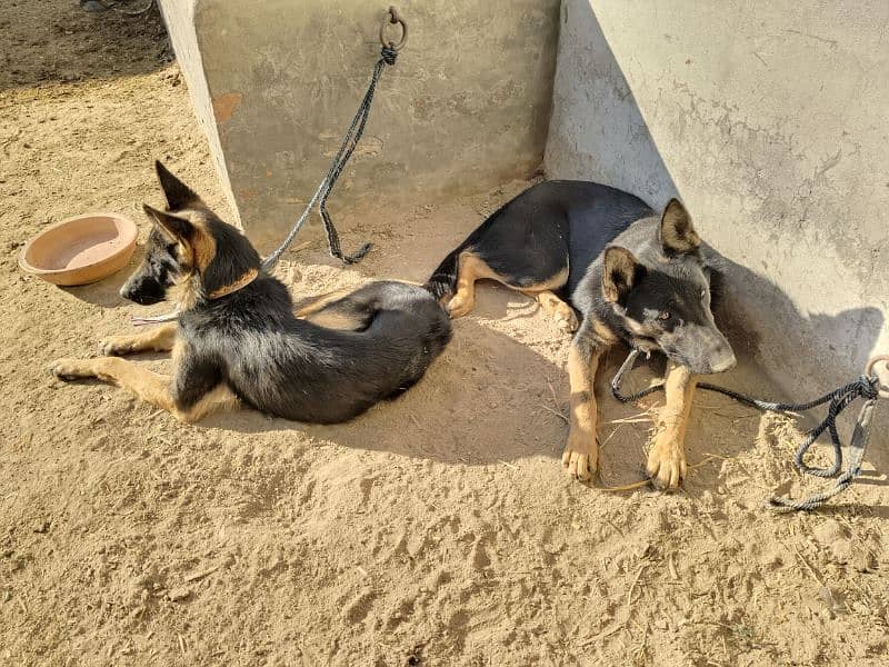 Alsatian pair available age 9 months 3