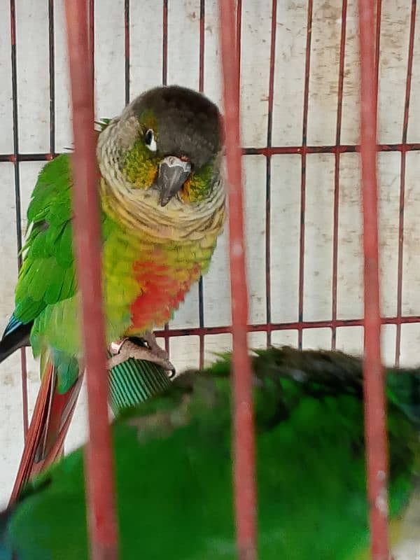 green chick conure yellow sided red factor 0