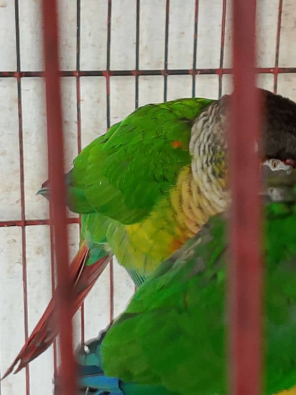 green chick conure yellow sided red factor 1