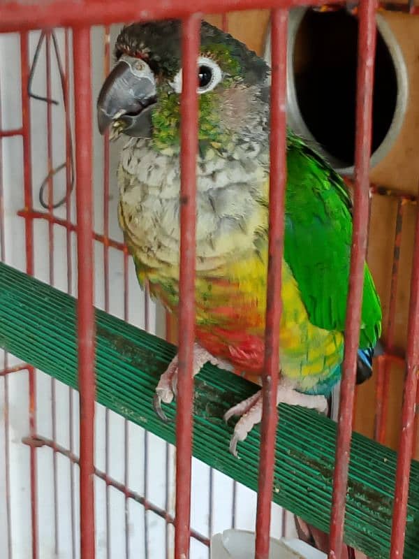 green chick conure yellow sided red factor 2