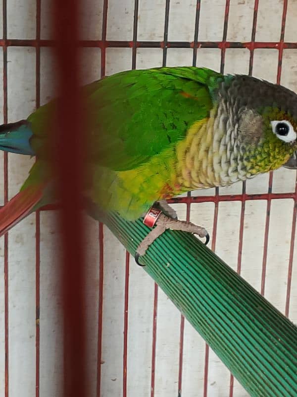 green chick conure yellow sided red factor 3