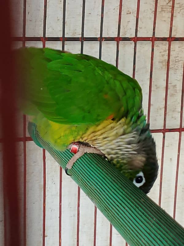 green chick conure yellow sided red factor 4