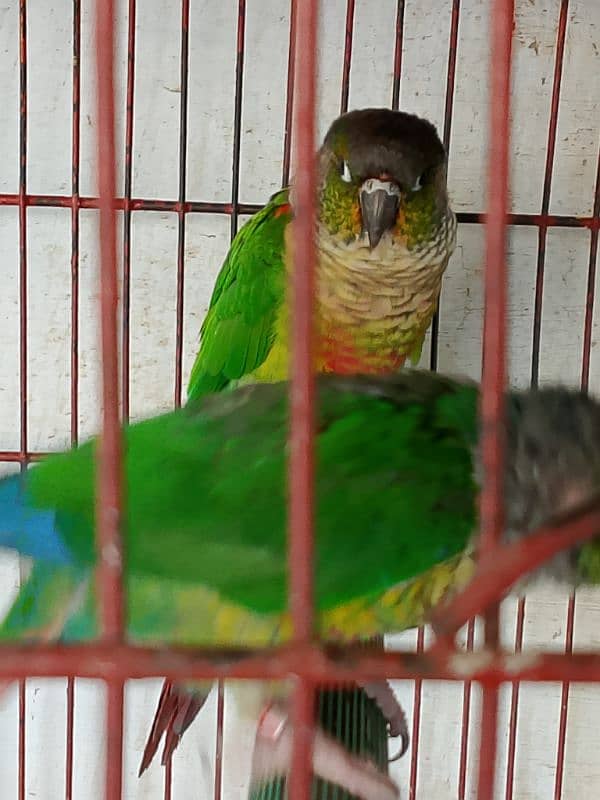 green chick conure yellow sided red factor 5