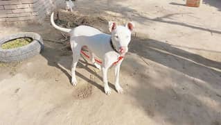 Gultair Gultaria Bull Terrier for sale