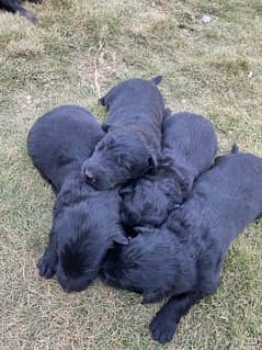 jarman shepherd Puppys available