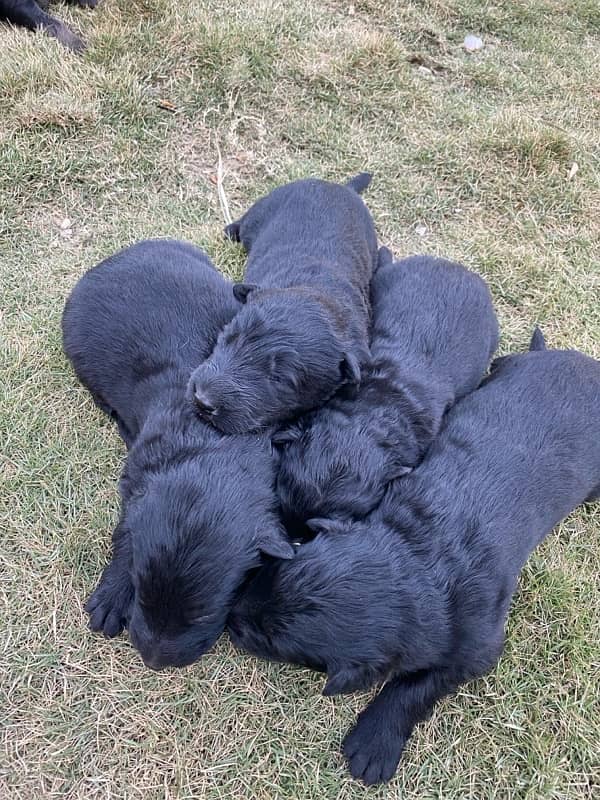 Black German shepherd puppies available for sale Contact 03169070993 0