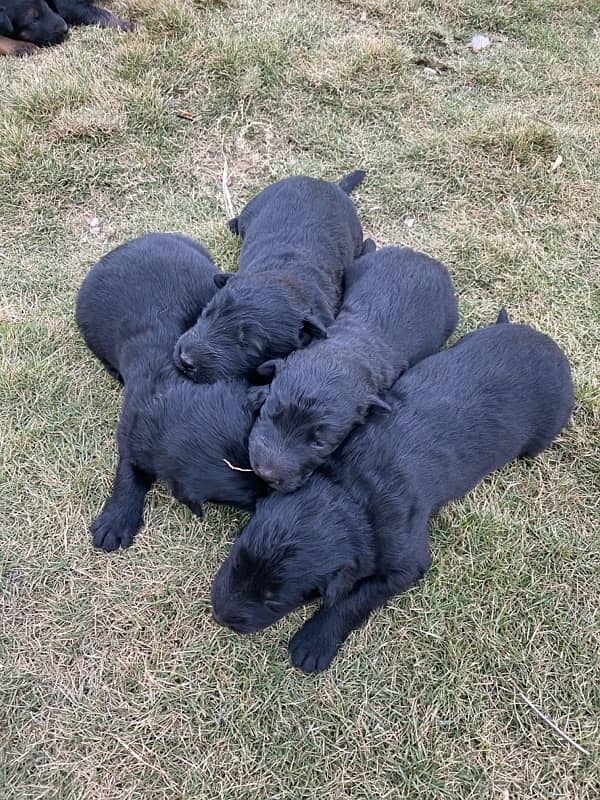 Black German shepherd puppies available for sale Contact 03169070993 1