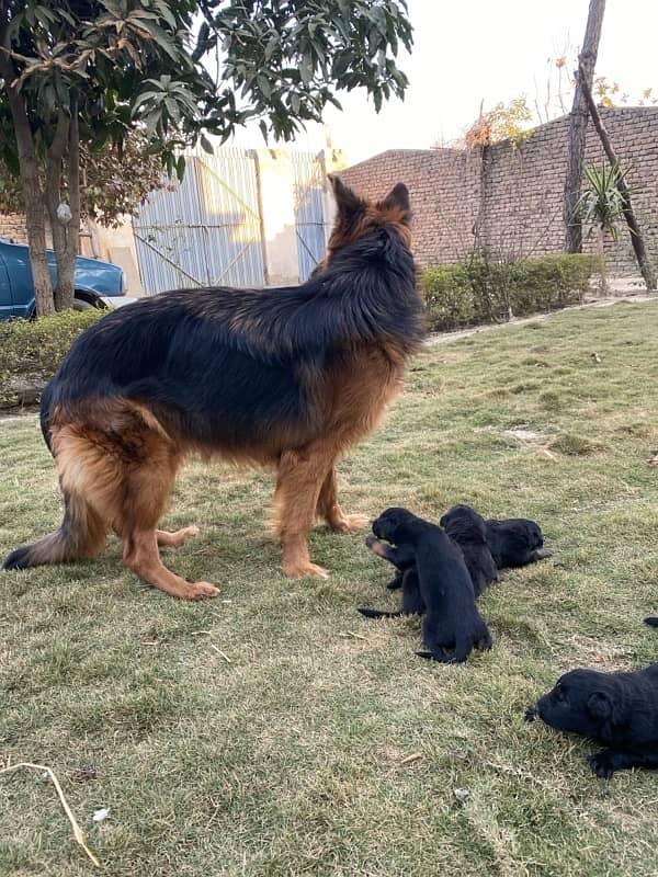 Black German shepherd puppies available for sale Contact 03169070993 2