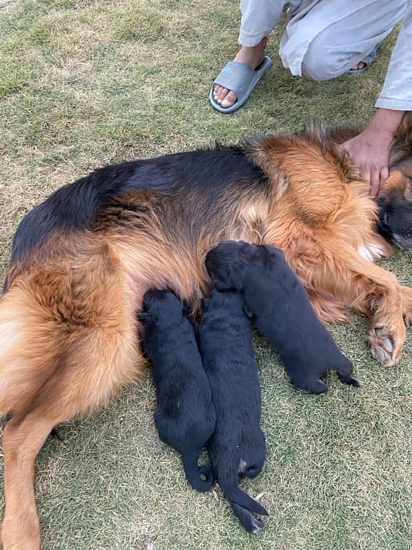 Black German shepherd puppies available for sale Contact 03169070993 3