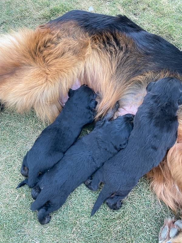 Black German shepherd puppies available for sale Contact 03169070993 4