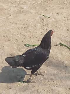 hen for sell