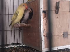 lovebirds breeder pair