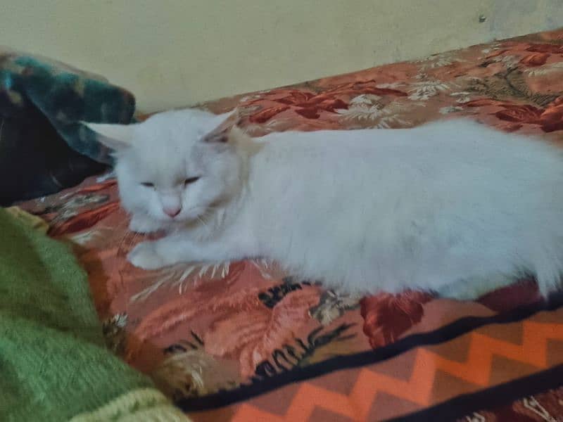 Female Persian Cat 2