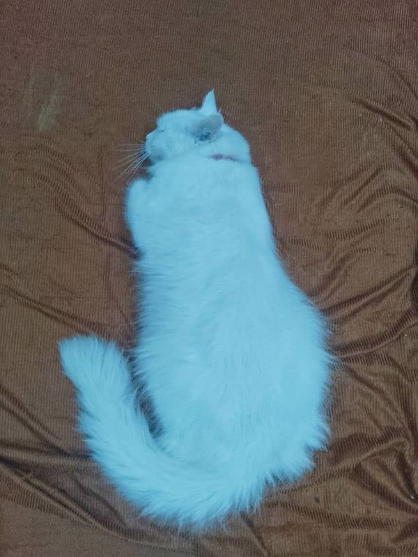 Female Persian Cat 3