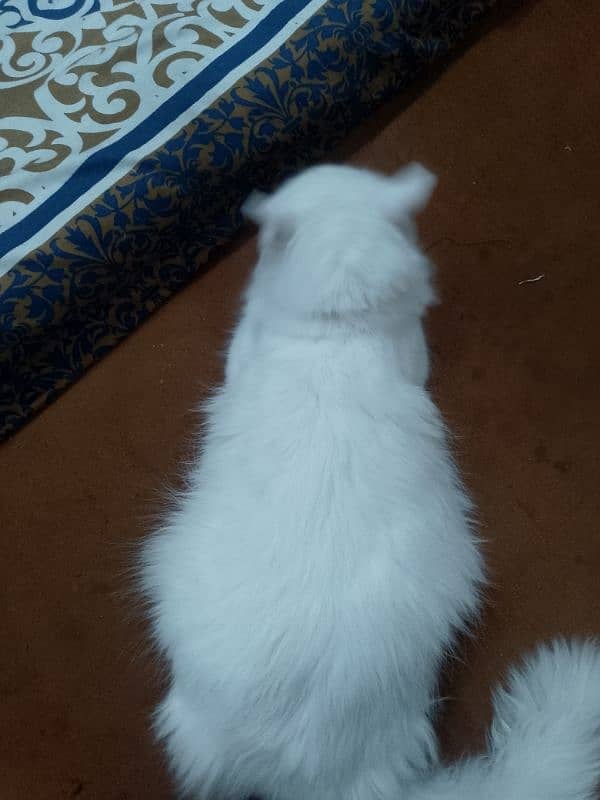 Female Persian Cat 4