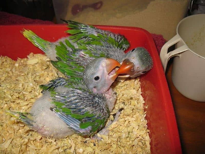 Parrots for sale 03430448280 1