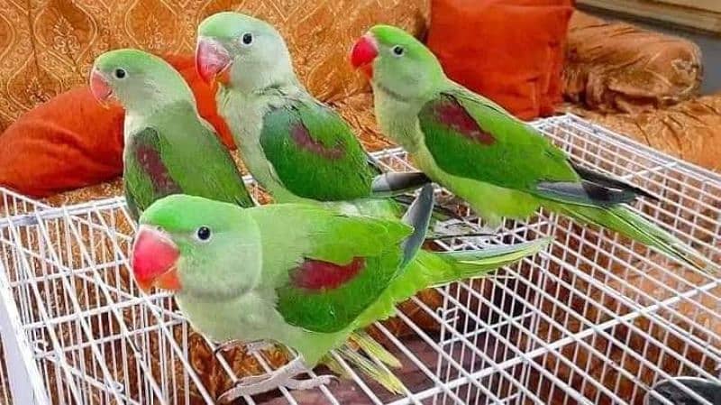 Parrots for sale 03430448280 4