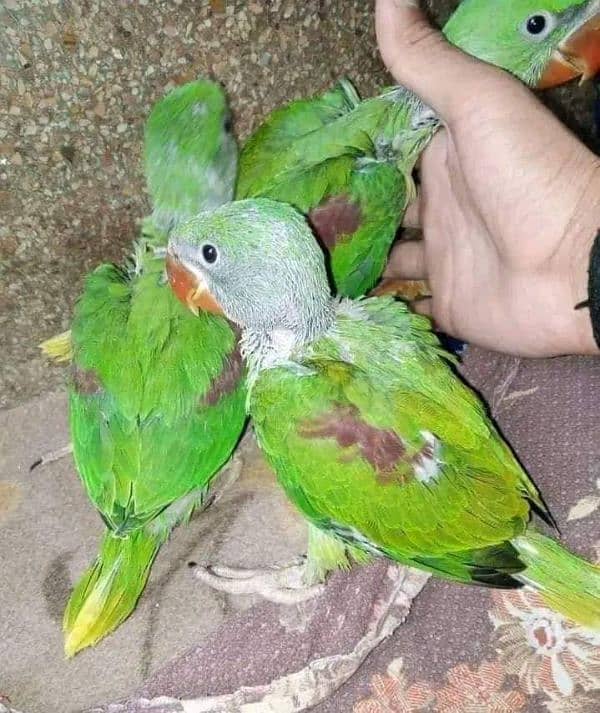 Parrots for sale 03430448280 7