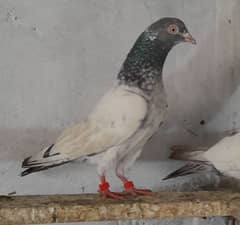 pigeon