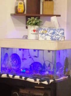 Mix Fish with Aquarium