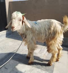 Pahadi Bakra Age 8 months