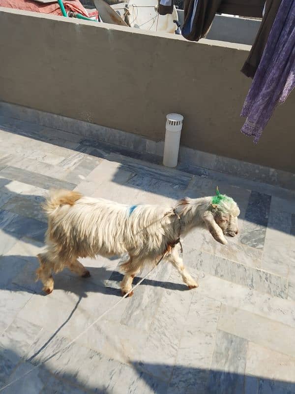 Pahadi Bakra Age 8 months 2