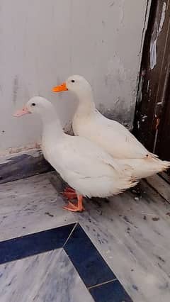 A pair of white duck