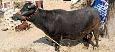 buffalo  for sale