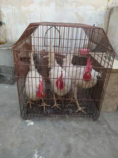 3 Trio chicks for sale